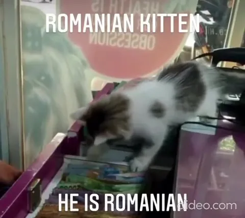 Romanian Kitten Finds Supplies