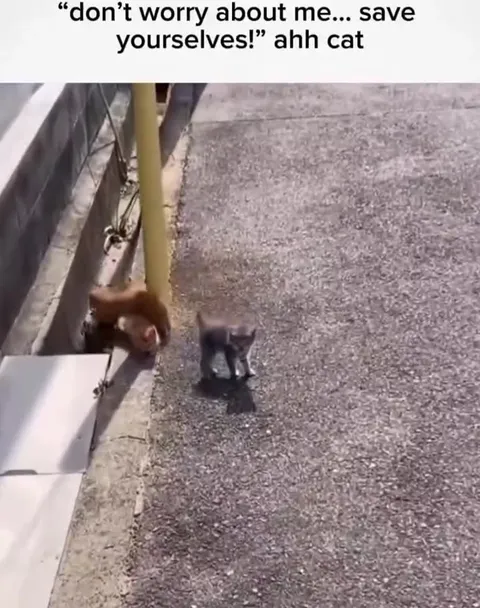 Don’t Worry About Me, Save Yourselves