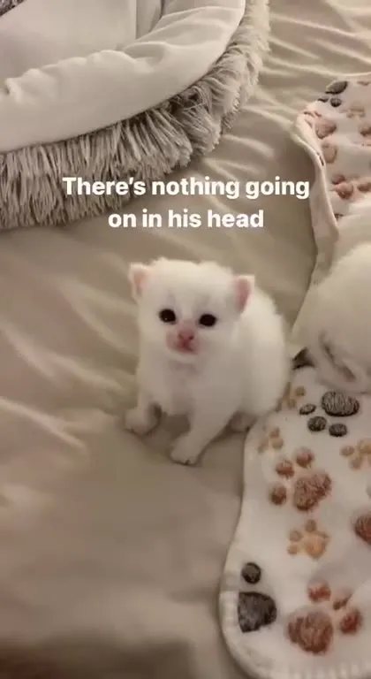 Nothing Going on in His Head