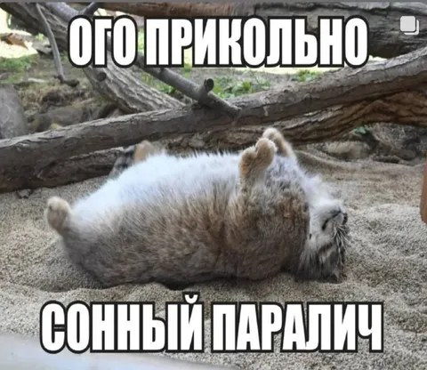 Сонный паралич у кота