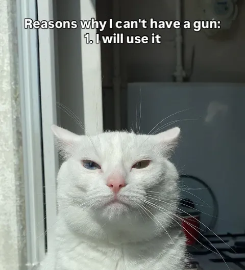 Cat Says I Will Use It