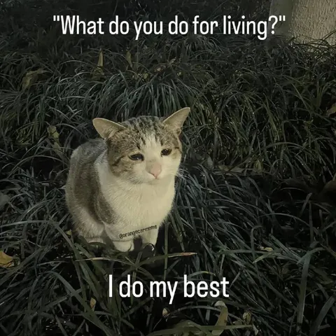 Cat Says I Do My Best