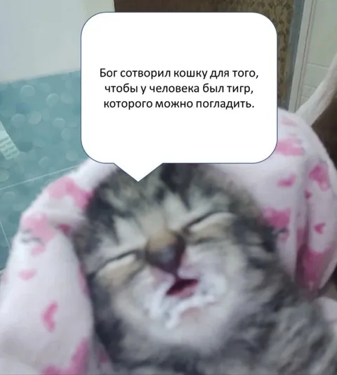 Бог создал кошку для человека