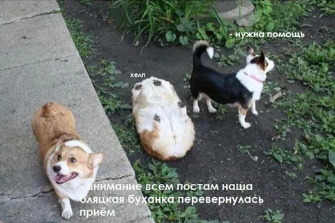 Буханка перевернулась