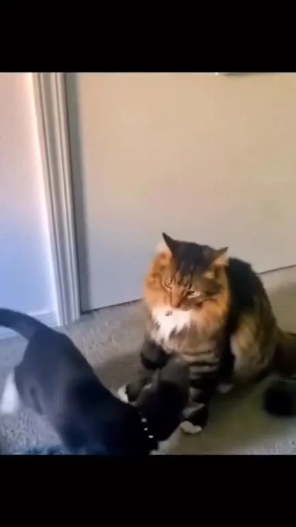Коты танцуют под Me Gustas Tú