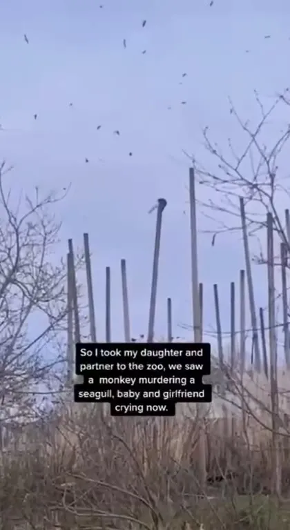 Monkey Murders a Seagull