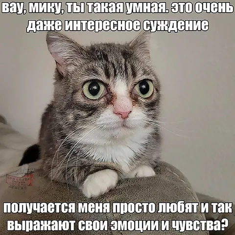 Умный кот всё понял