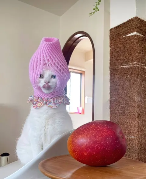 Кот в шапке-вазе и манго