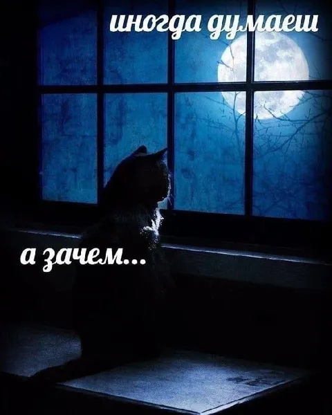 Кот задумался у окна