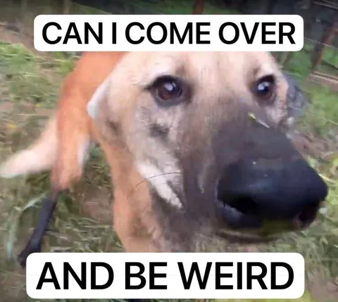 Can I Come Over and Be Weird