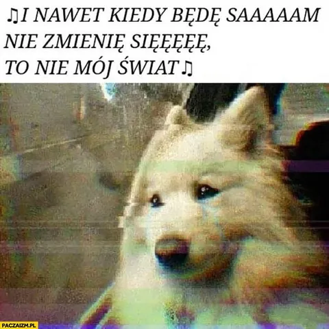 Płaczący kot śpiewa samotnie