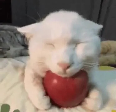 Кот обнимает яблоко