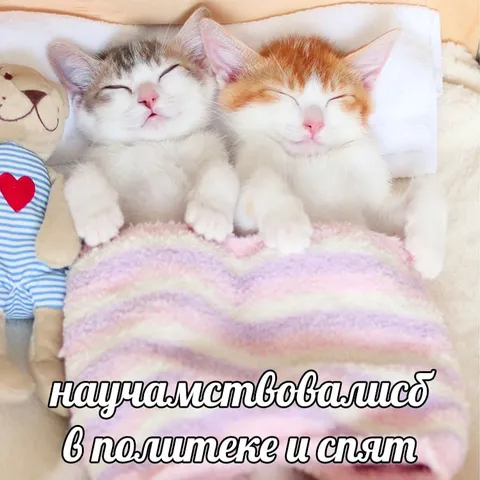 Котята после Политеха