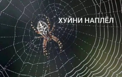 Паук наплёл хуйни