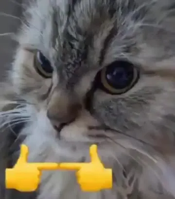 Кот показывает средний палец
