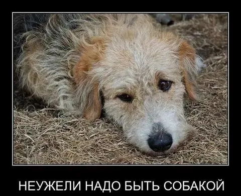 Неужели надо быть собакой