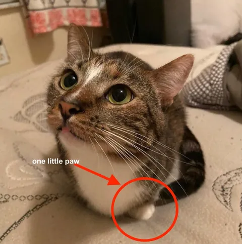 One Little Paw
