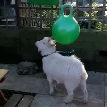 Козлёнок играет с мячом