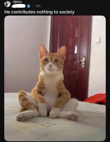 Cat Contributes Nothing to Society