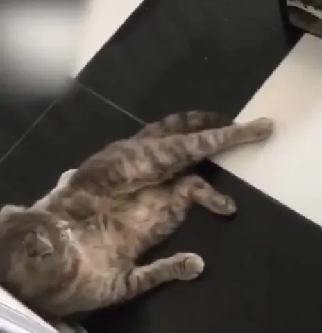 Кот смотрит телефон на полу