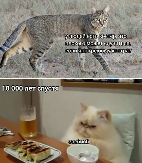 Кот погрелся у костра