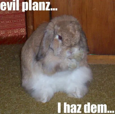 Evil Plans Rabbit Has Them