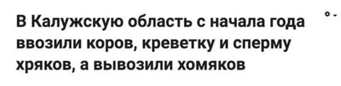Коровы, креветка и хомяки