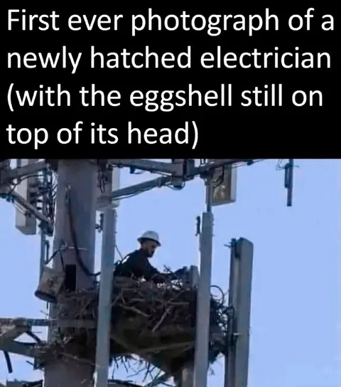 Newly Hatched Electrician