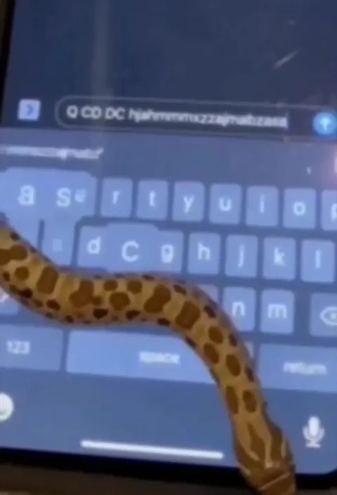 Snake Types Sex