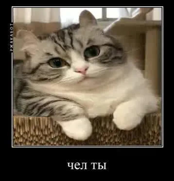 Чел ты — задумчивый кот