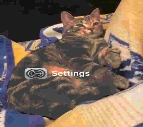 Cat Settings Mode