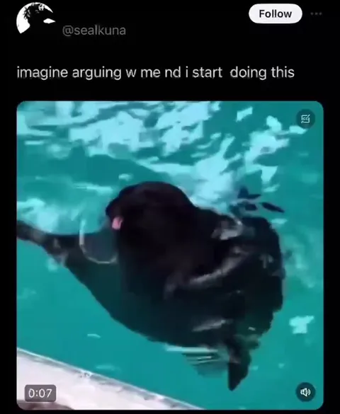 Seal Dancing During an Argument