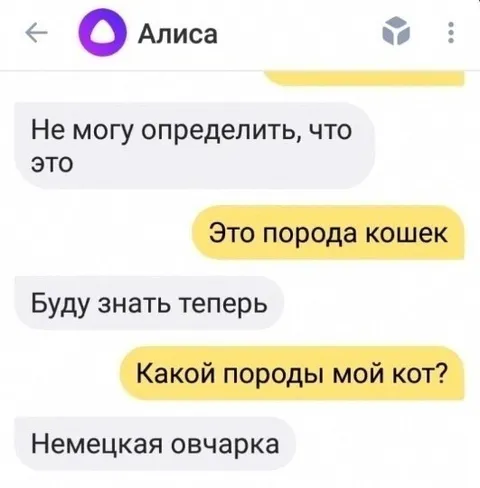 Какой породы мой кот?