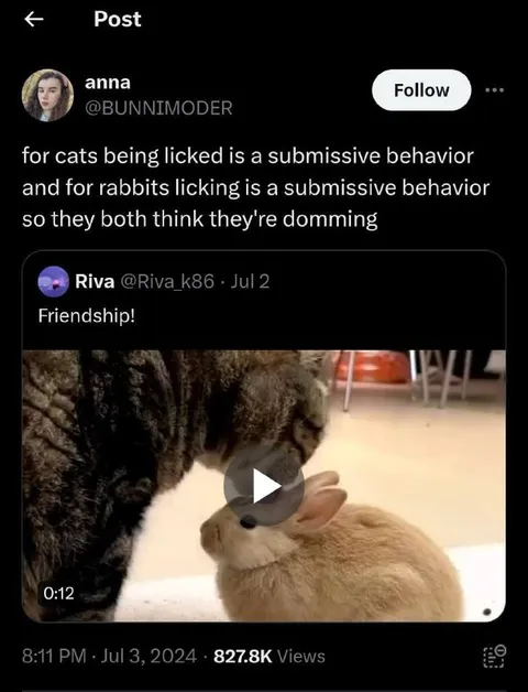 Cat and Rabbit Think They’re Dominating
