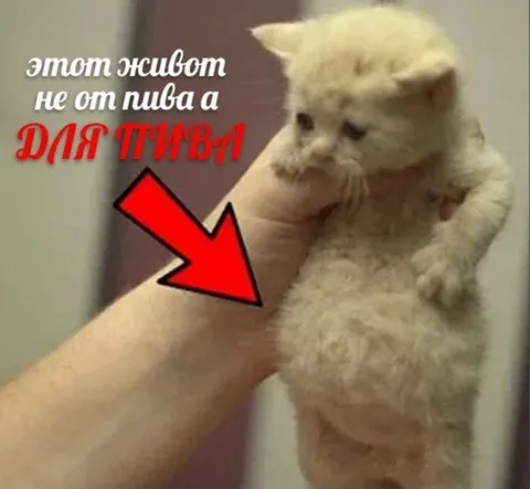 Живот для пива