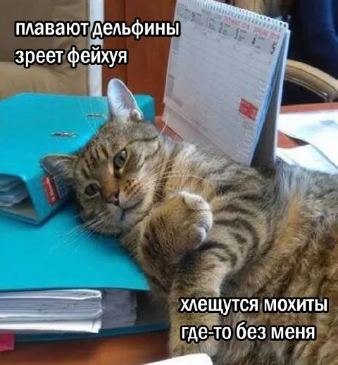 Дельфины и фейхуа без меня