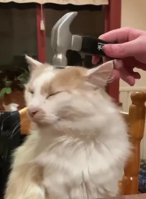 Коту делают массаж молотком