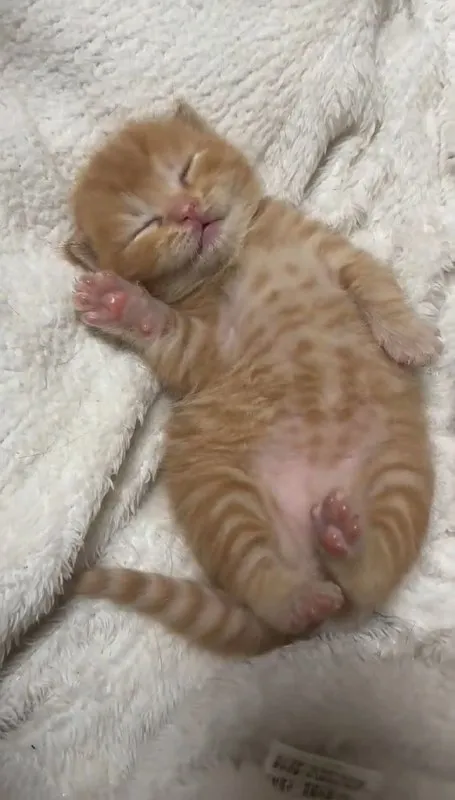 Рыжий котёнок на мягком пледе