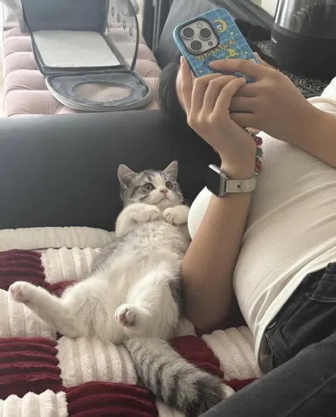Котик расслабляется в машине