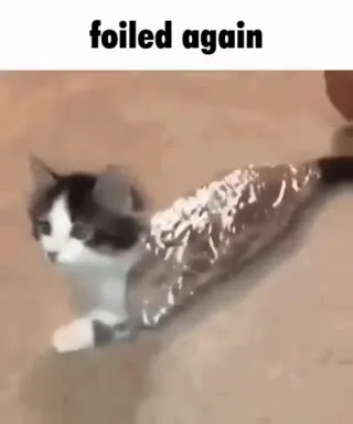 Cat Foiled Again