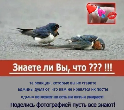 Админ умирает без реакций