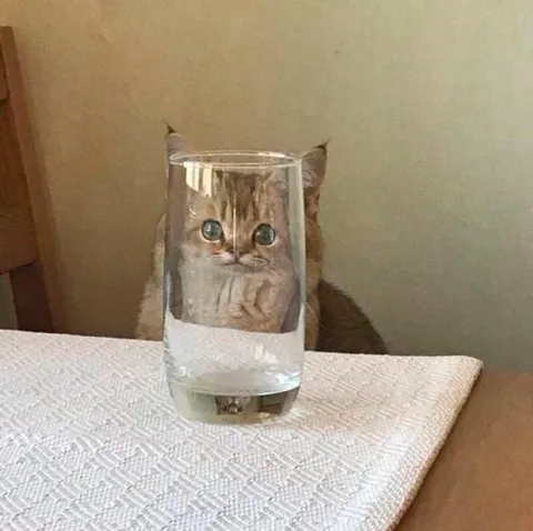 Кот в стакане