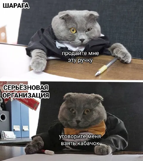 Серьёзная организация и кабачок