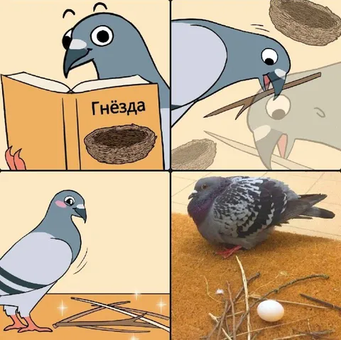 Голубь изучает гнёзда