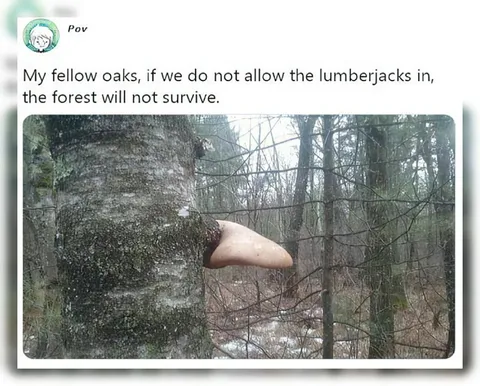 Oak Trees Welcome Lumberjacks