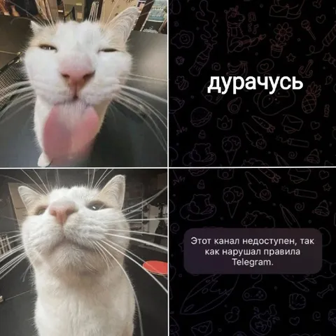 Кот дурачится в Telegram