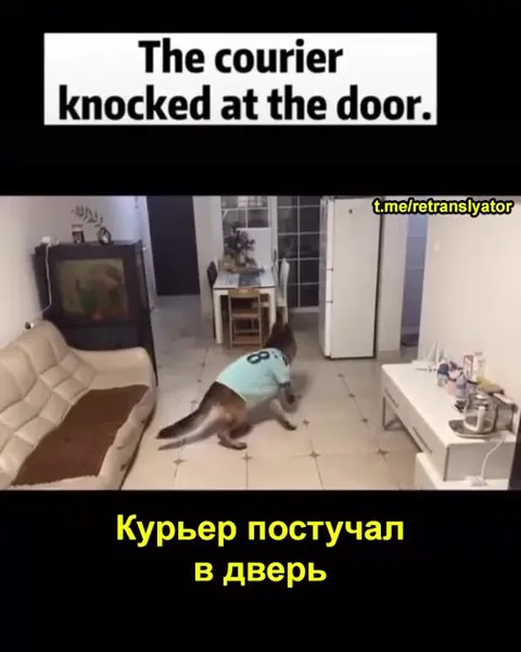 Кот выполняет доставку