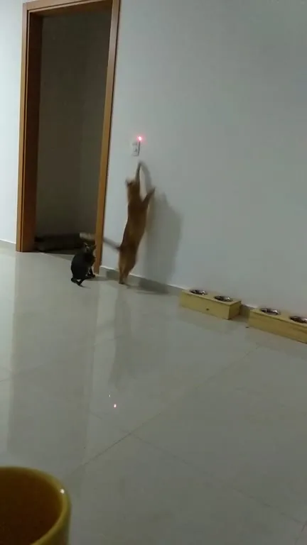 Коты выключают умный дом