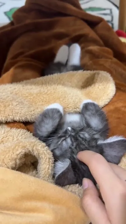 Котёнок нежится под музыку