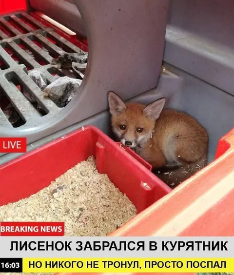 Лисёнок забрался в курятник
